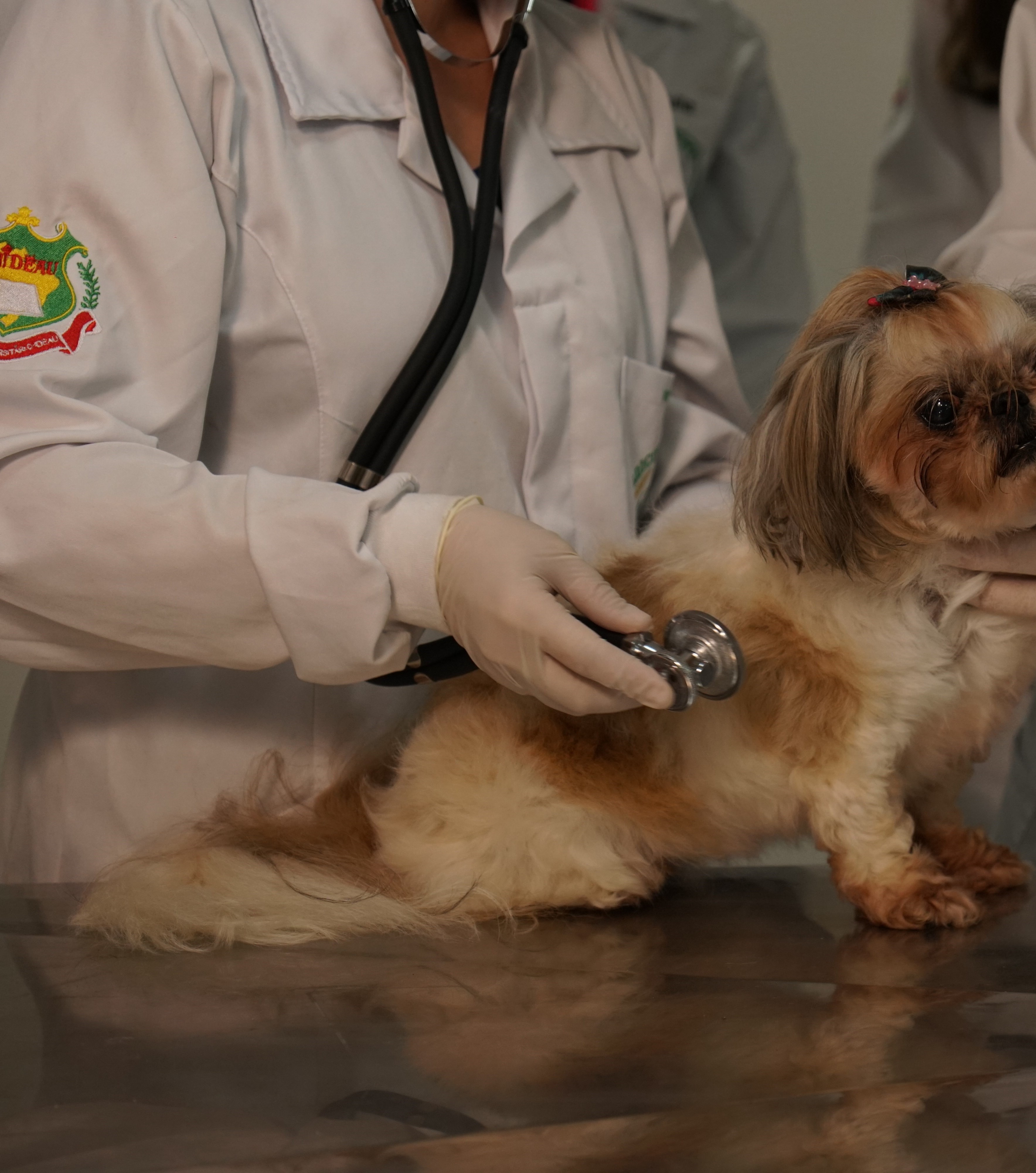 Medicina Veterinária