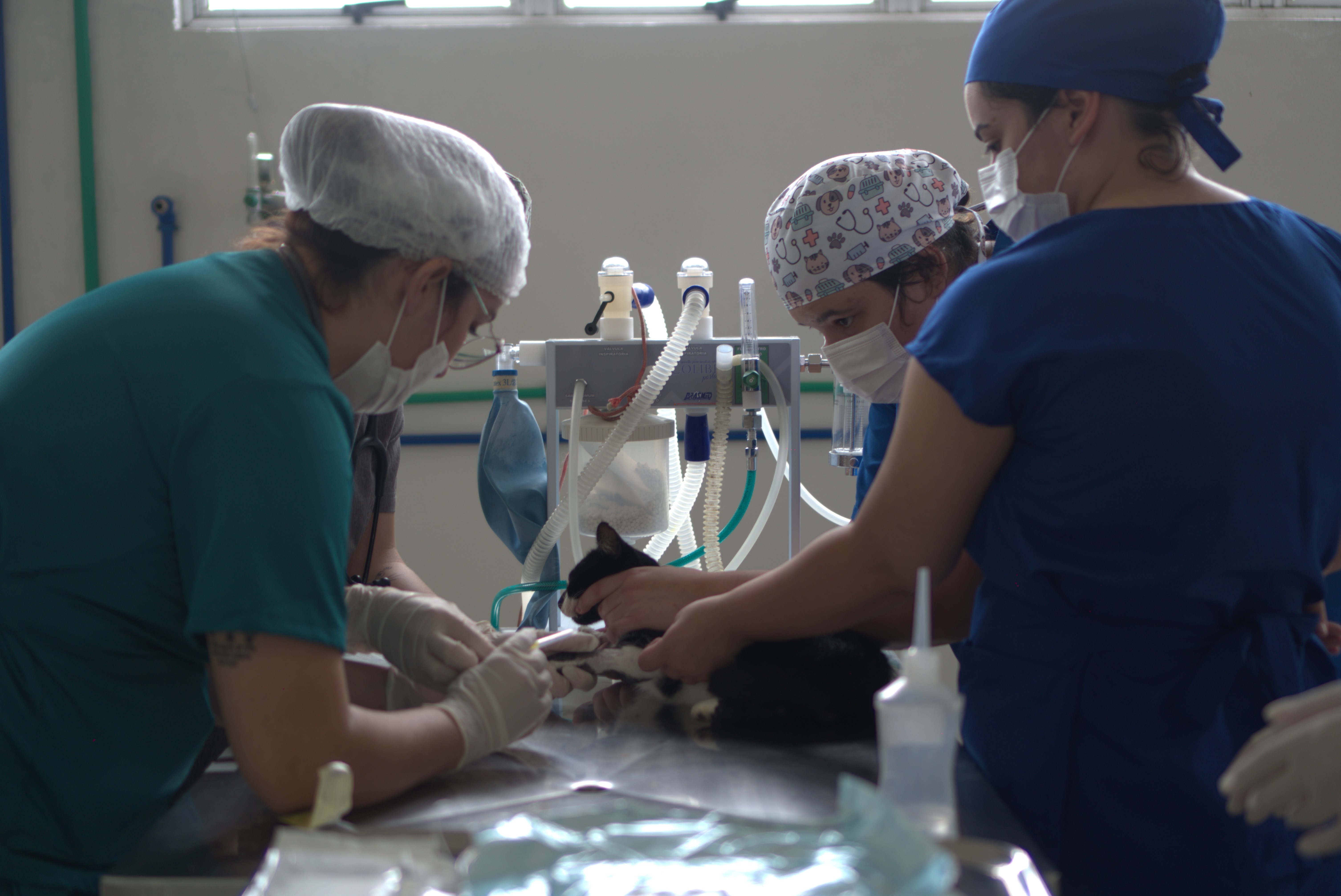 Medicina Veterinária