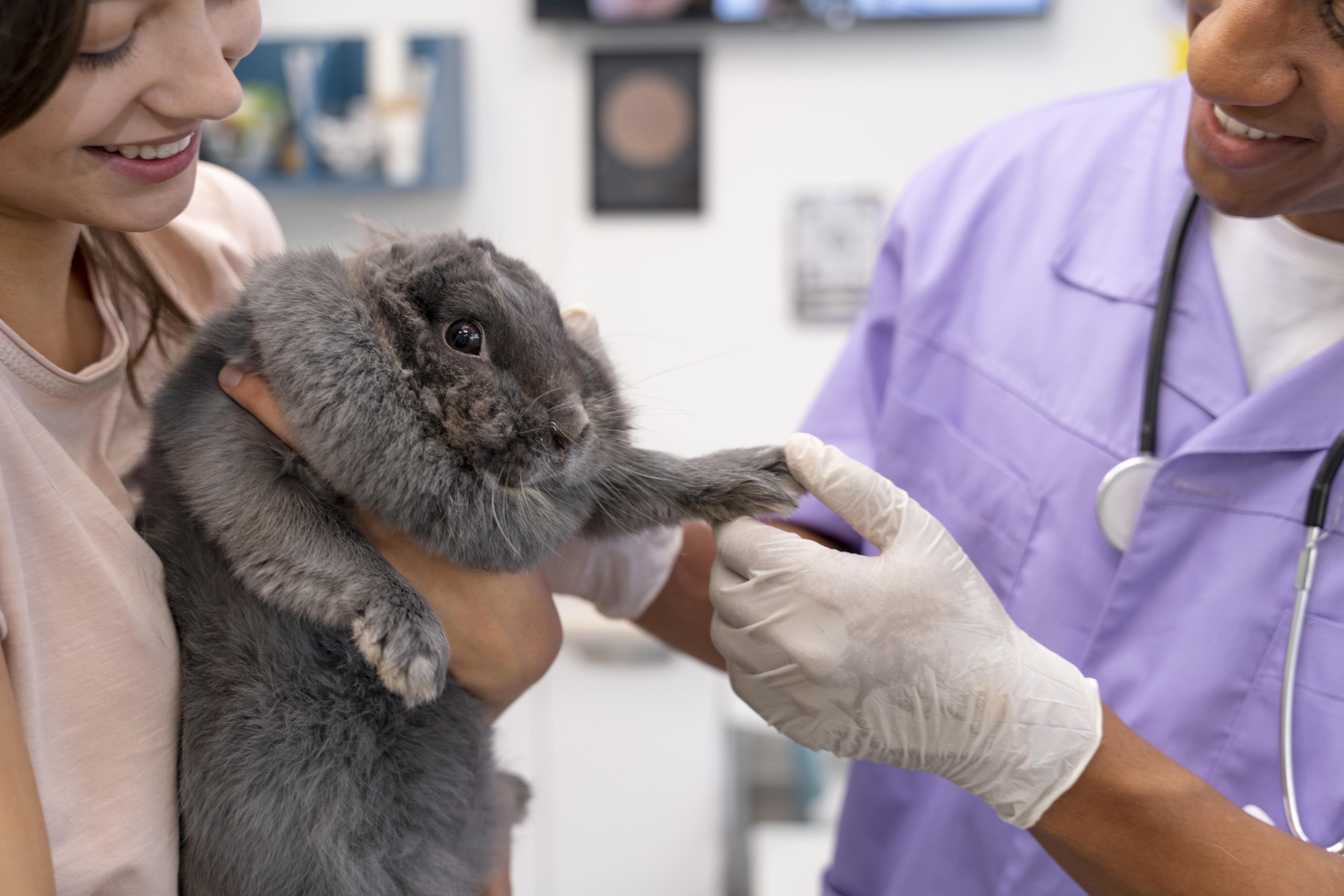 Curso de Clínica Dermatológica em Saúde de Pequenos Animais