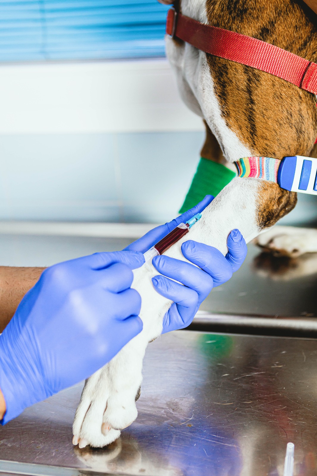 Curso de Exames Laboratoriais Aplicados à Clínica de Pequenos Animais