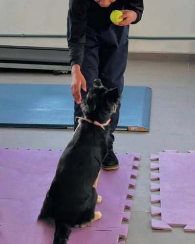 PET Terapia: Projeto da Faculdade IDEAU de Bagé une cuidado animal e saúde humana em prol da inclusão
