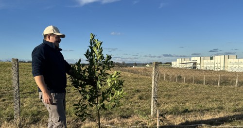 Faculdade IDEAU inicia projeto de arborização com plantio de manacá-da-serra