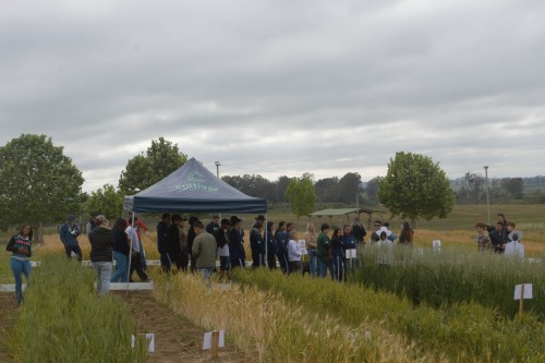 IDEAU Bagé promove Dia de Campo sobre culturas de inverno durante o Workshop das Profissões
